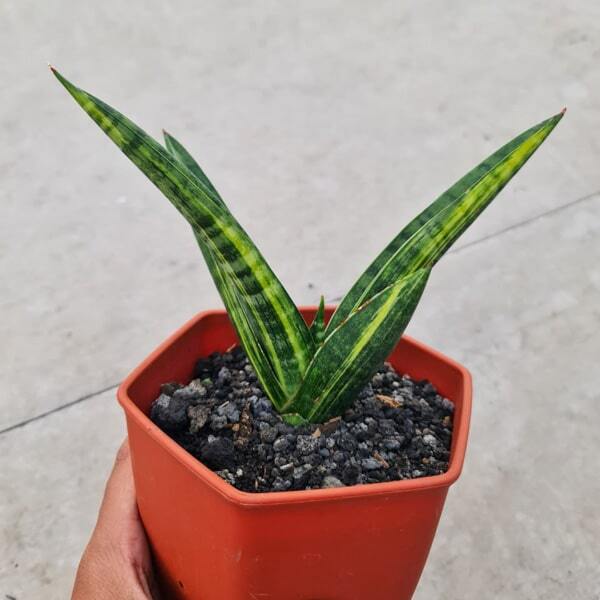 Sansevieria MARSHA VAR
