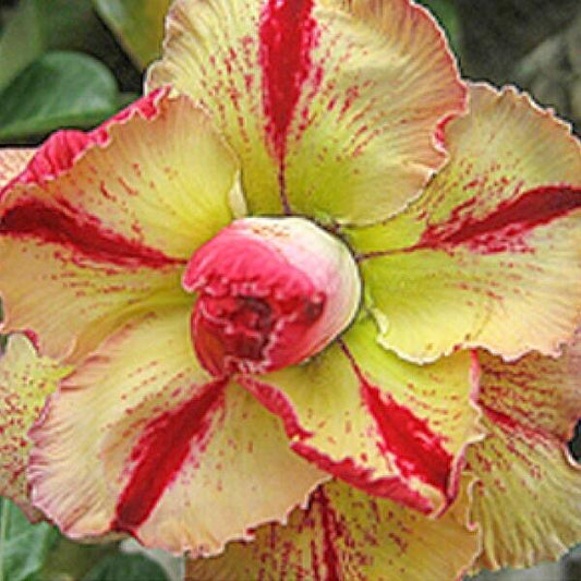 Adenium obesum MARIGOLD