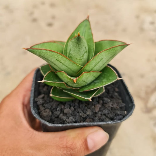 Sansevieria MARYAM HYBRID