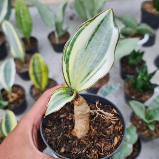 Sansevieria MASONIANA ROSET