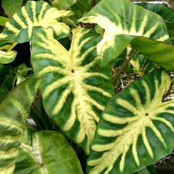 Colocasia MAUI SUNRISE