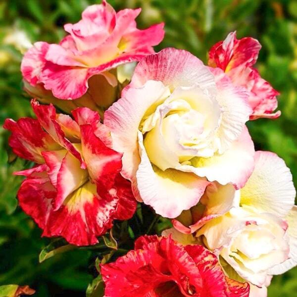 Adenium obesum MAYA