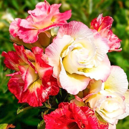 Adenium obesum MAYA