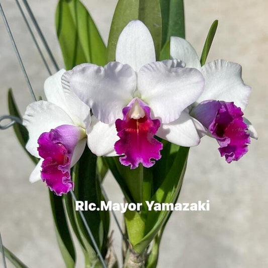 Rhyncholaeliocattleya orchid RLC. MAYOR YAMAZAKI