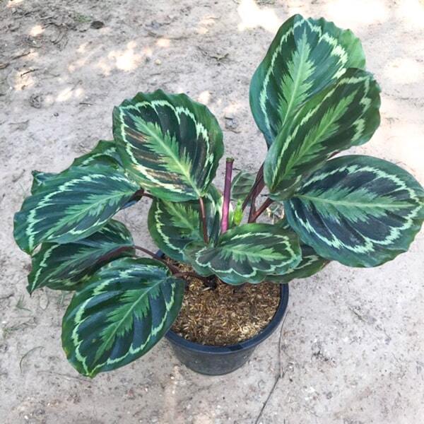 Calathea ROSEOPICTA (LINDEN) REGEL MEDALLION GREEN