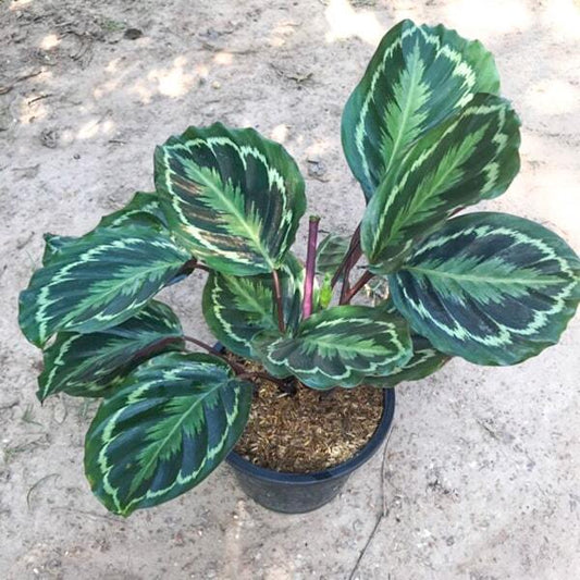 Calathea ROSEOPICTA (LINDEN) REGEL MEDALLION GREEN