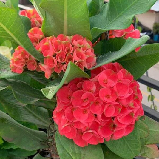 Euphorbia Milii MEE CHOK