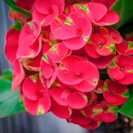 Euphorbia Milii MEE SAB