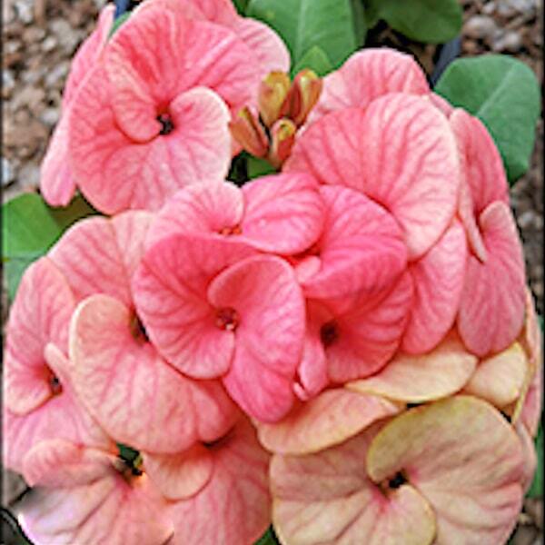 Euphorbia Milii MEE JAI
