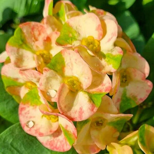 Euphorbia Milii MEE LAB