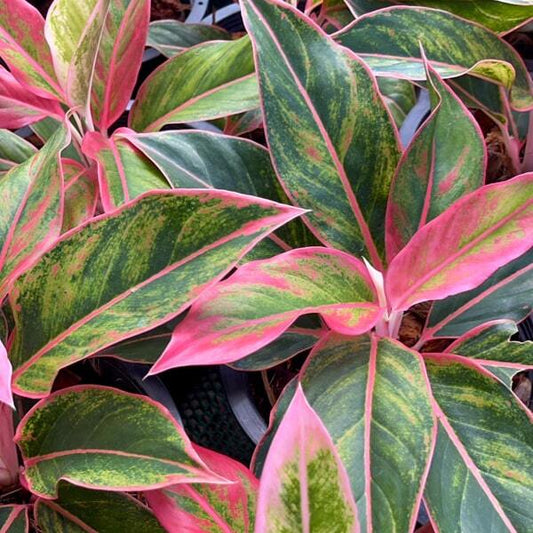 Aglaonema MEE LAEW RUAY