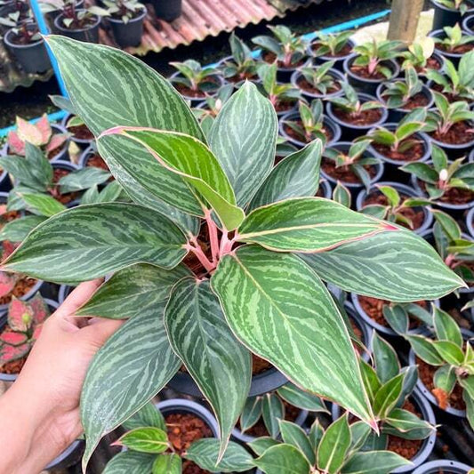 Aglaonema MEE MAK RUAY MAK