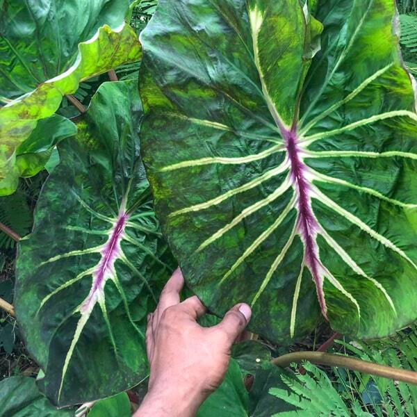 Colocasia MEGAMASER