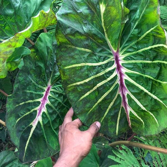 Colocasia MEGAMASER