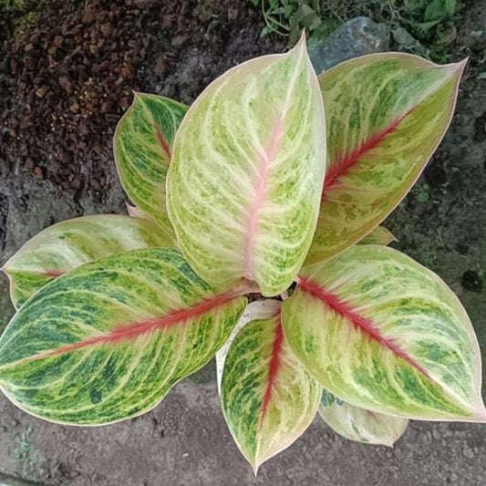 Aglaonema MEKASARI