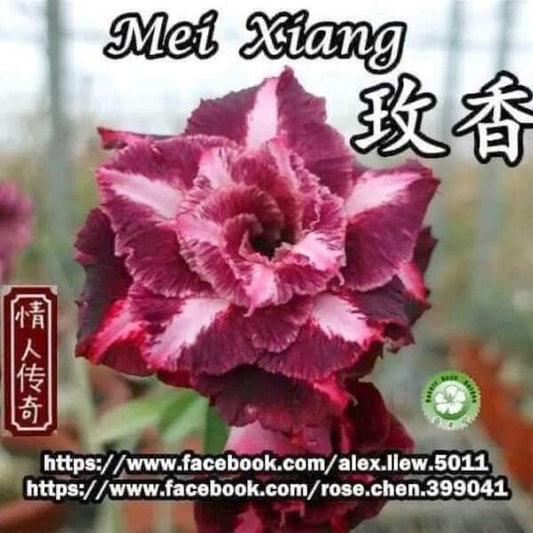 Adenium obesum MEI XIANG