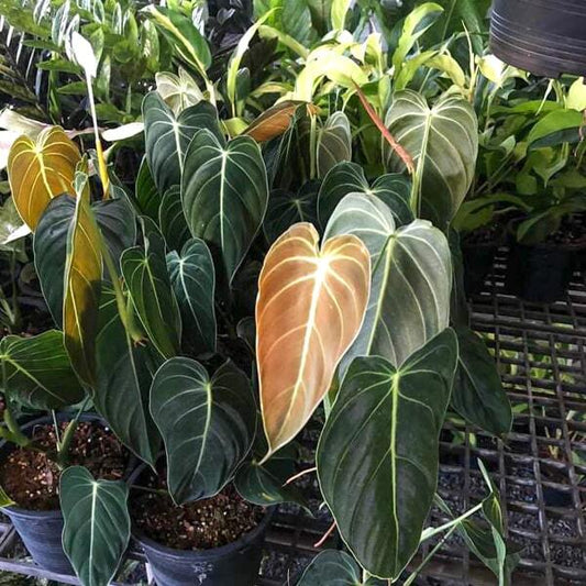 Philodendron MELANO