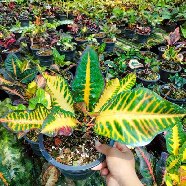 Croton MAEW SUEA FAI