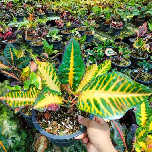 Croton MAEW SUEA FAI