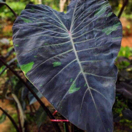 Colocasia MERCURY