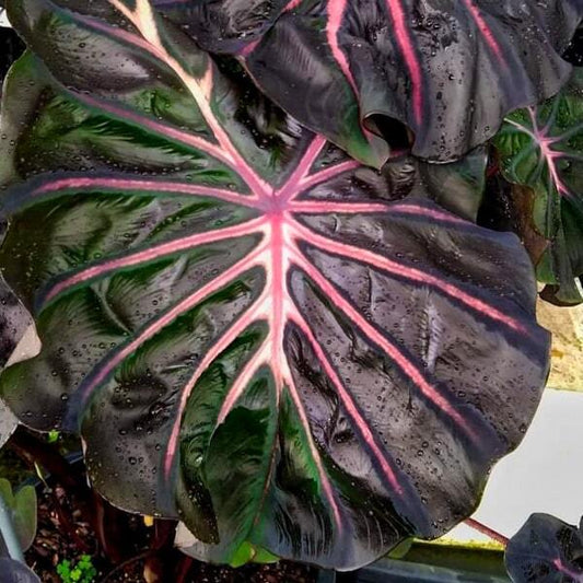 Colocasia MESMERIZING BEAUTY