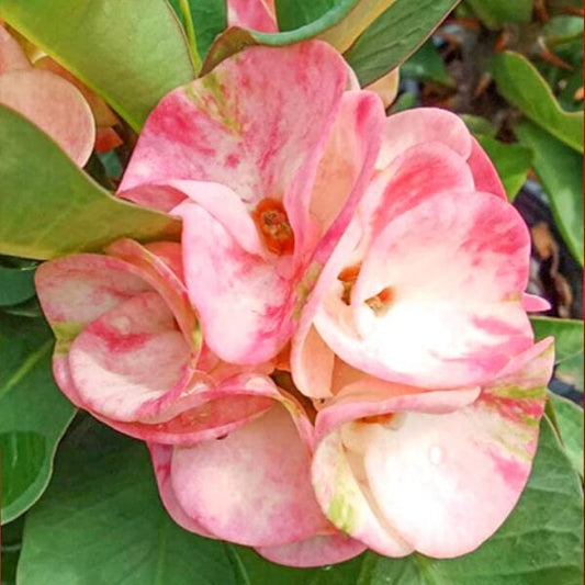 Euphorbia Milii META MAHASANE
