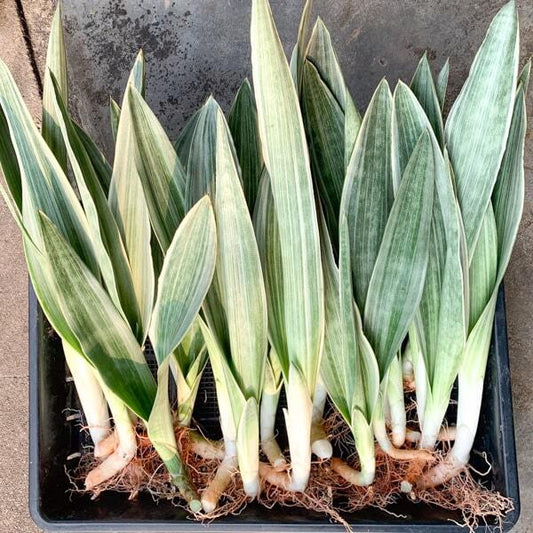 Sansevieria METALLICA/SIAM SILVER
