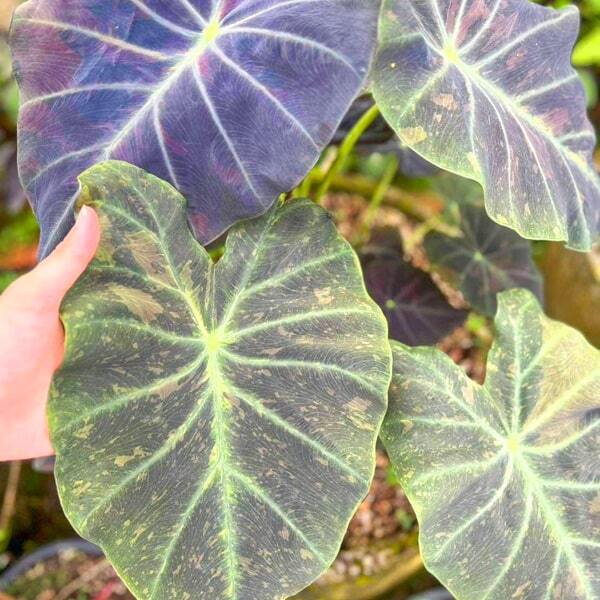 Colocasia MIDNIGHT BRIDE
