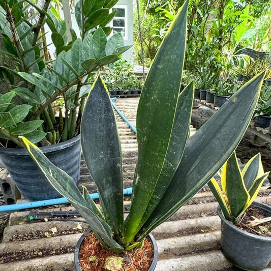 Sansevieria MIDNIGHT SHINE