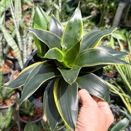 Sansevieria MIDNIGHT SHINE DWARF