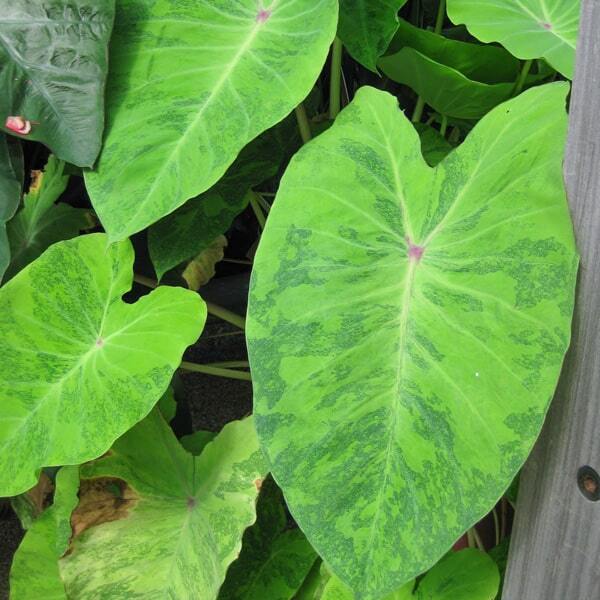 Colocasia MIDORI SOUR