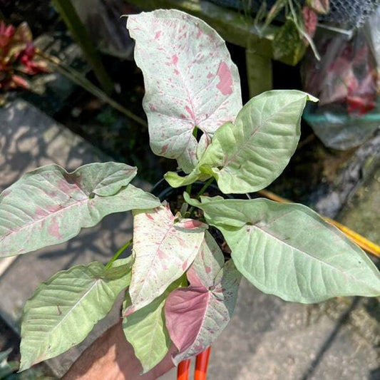 Syngonium MILK CONFETTI
