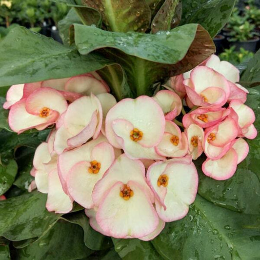 Euphorbia Milii MILLIONAIRE RUBY