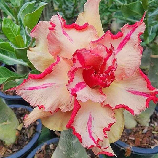 Adenium obesum MISS ORANGE
