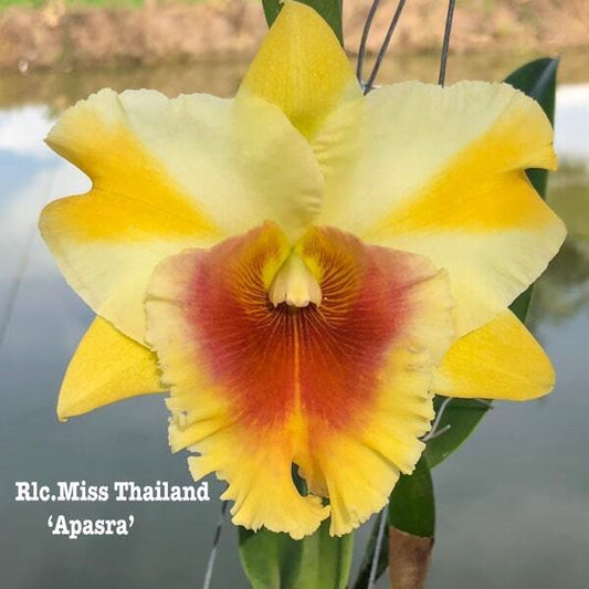 Rhyncholaeliocattleya orchid RLC. MISS THAILAND APSARA