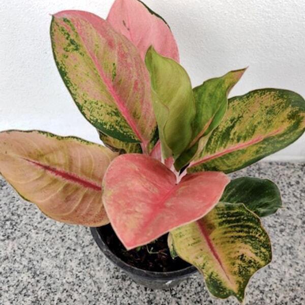 Aglaonema MISS WORLD