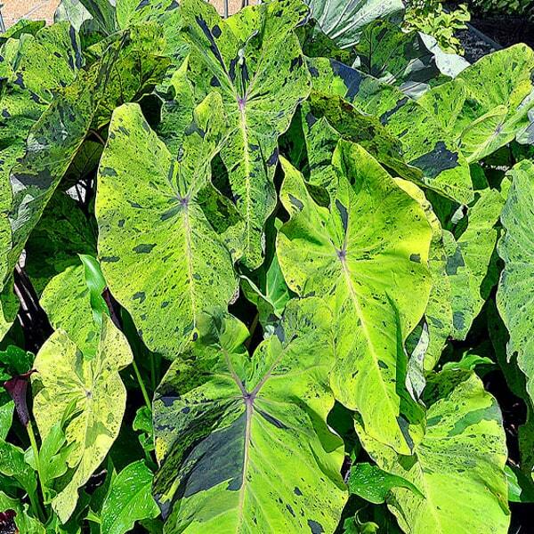 Colocasia MOJITO