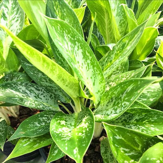 Aglaonema MONGKHUT PHET