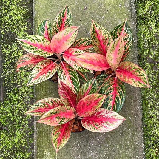 Aglaonema MONGKOL SIAM