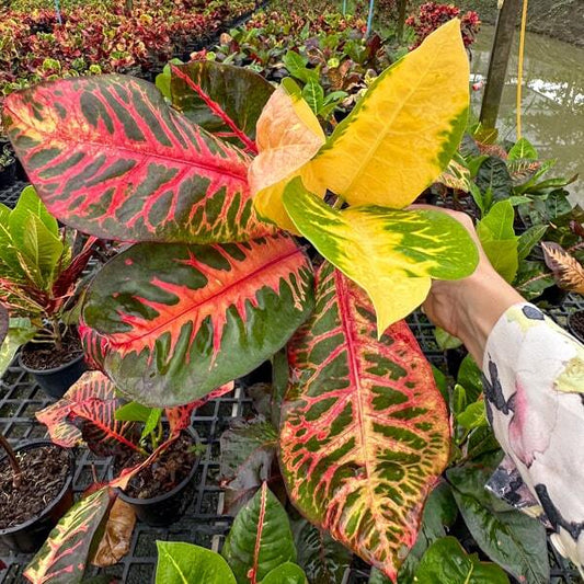 Croton MONINA