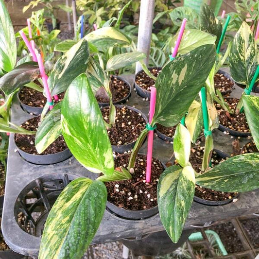 Monstera STANDLEYANA YELLOW VAR