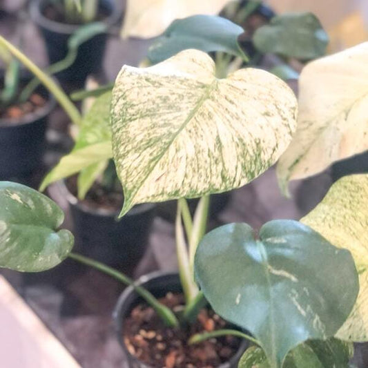 Monstera WHITE MONSTER
