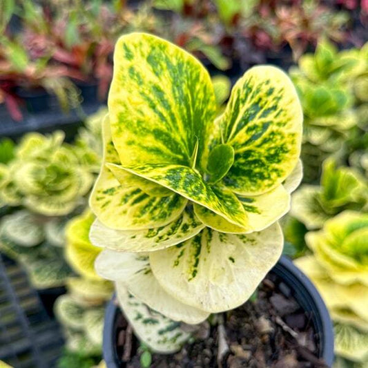Croton MOONLIGHT Ð RATSAMEE CHAN