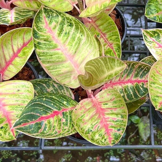 Aglaonema MOONLIGHT