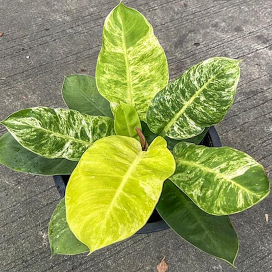 Philodendron MOONLIGHT VAR