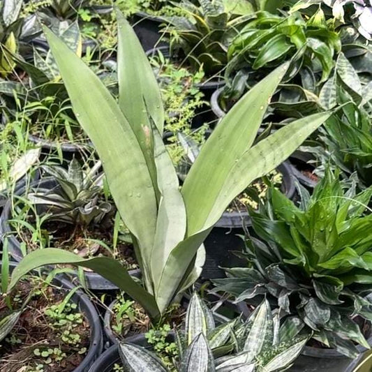 Sansevieria MOONSHINE