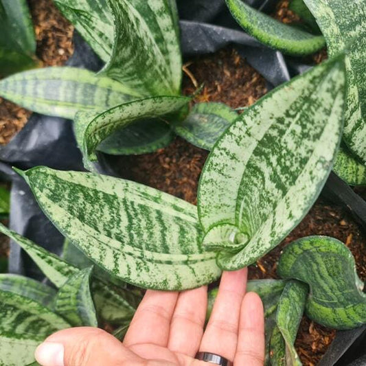 Sansevieria MOONSHINE MUT