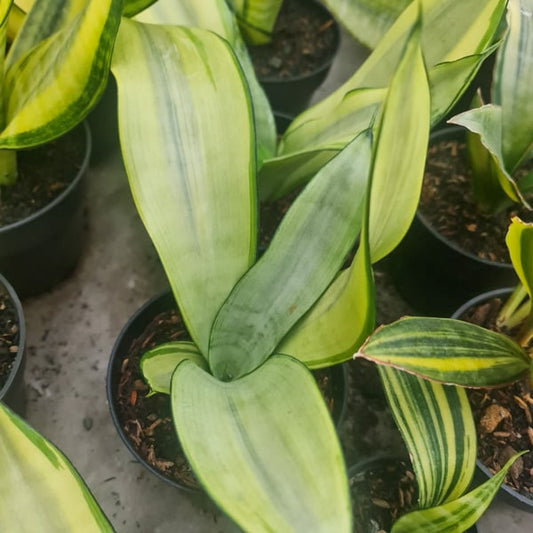 Sansevieria MOONSHINE VAR