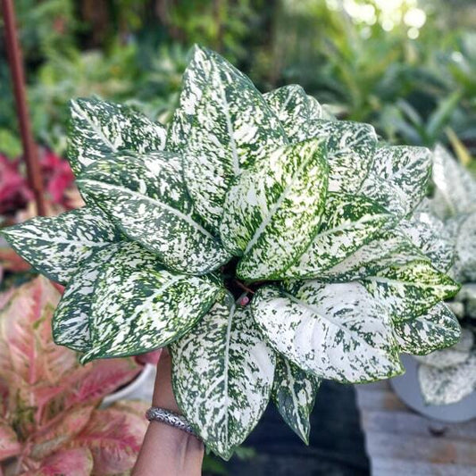 Aglaonema MORADOKLOK ROUND LEAF