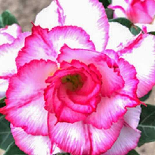 Adenium obesum MORADOKLOK